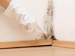 Best Mold Odor Removal Services in Brushy Creek, TX